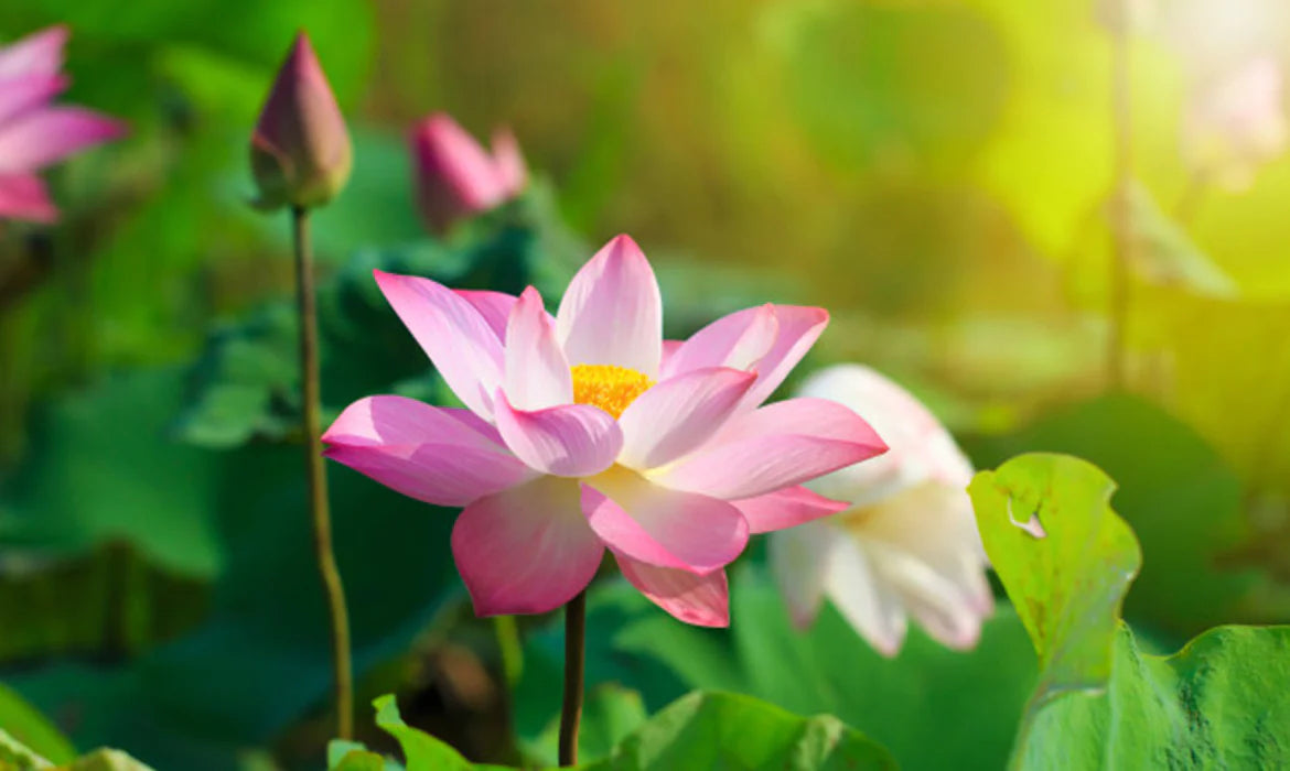 Blog